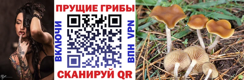 Купить где  Жигулёвск  Галлюциногенные грибы Psilocybe 